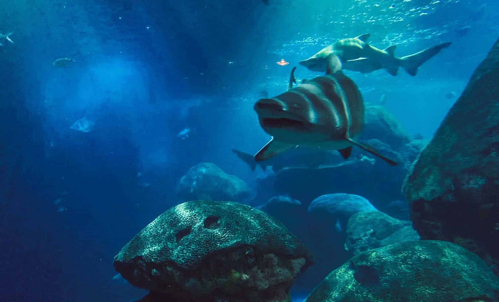 کشف گونه باستانی از کوسه